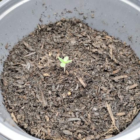Gelato growlog timeline photo