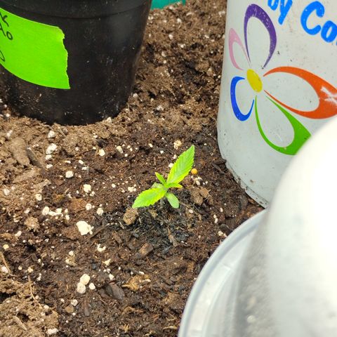 Gelato growlog timeline photo