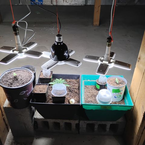 Gelato growlog timeline photo