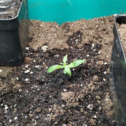 Gelato growlog photo: Very slow grow compared to Auto flower sidters
