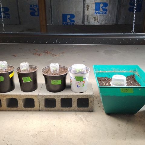 Gelato growlog timeline photo