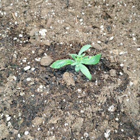 Gelato growlog timeline photo