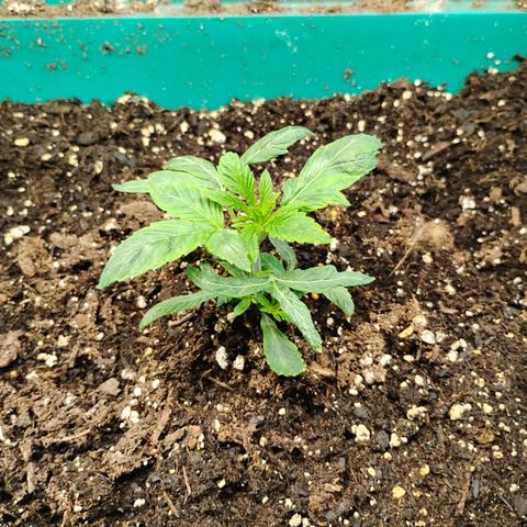 Gelato growlog timeline photo