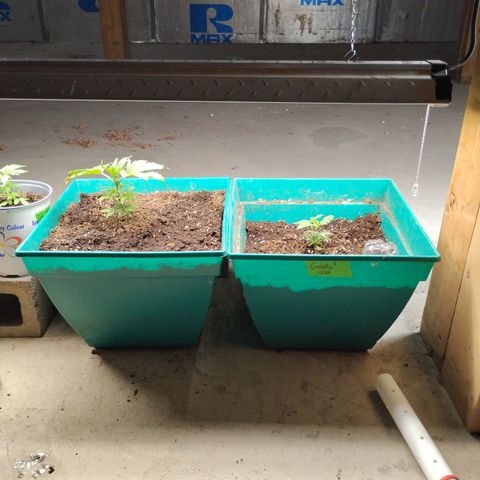 Gelato growlog timeline photo