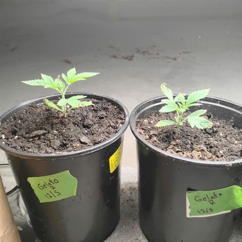 Gelato growlog timeline photo