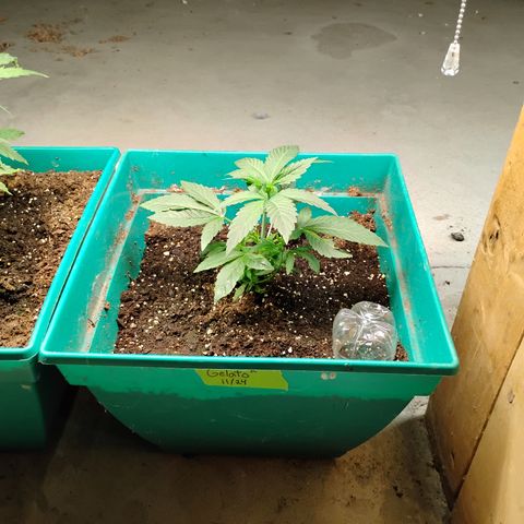 Gelato growlog timeline photo