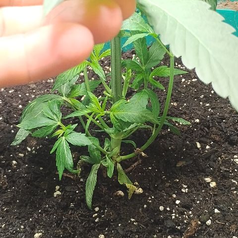 Gelato growlog timeline photo