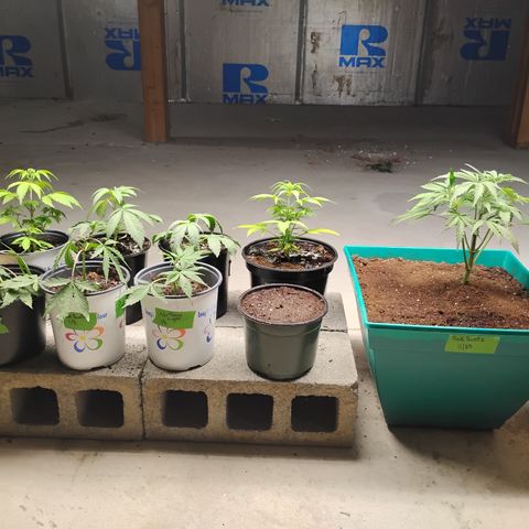 Gelato growlog timeline photo