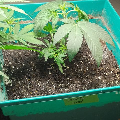 Gelato growlog timeline photo
