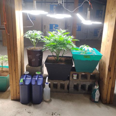 Gelato growlog timeline photo
