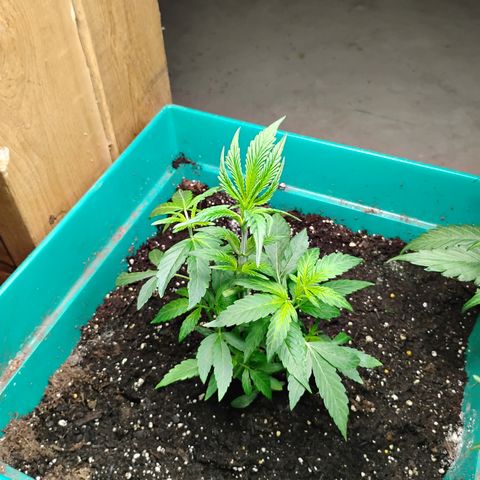 Gelato growlog timeline photo