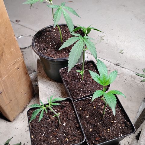 Gelato growlog timeline photo