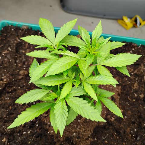 Gelato growlog timeline photo