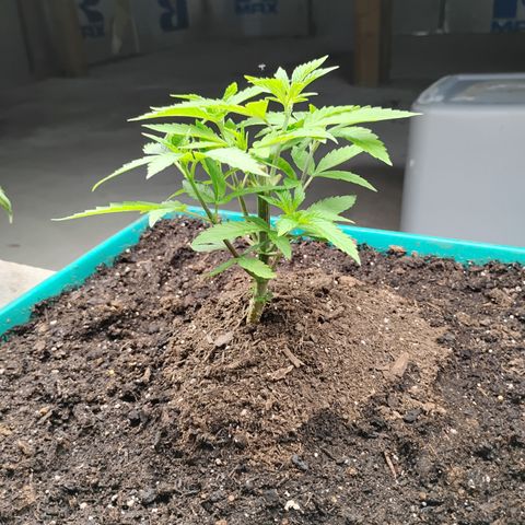 Gelato growlog timeline photo