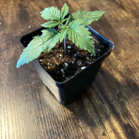 Quick One growlog timeline photo