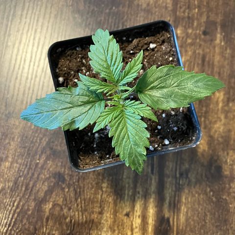 Quick One growlog timeline photo