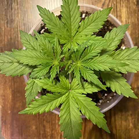 Quick One growlog timeline photo
