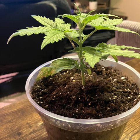 Quick One growlog timeline photo