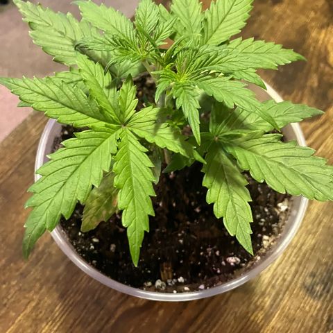 Quick One growlog timeline photo