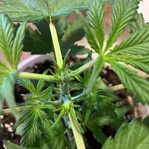 Quick One growlog photo: Topped at 6th node