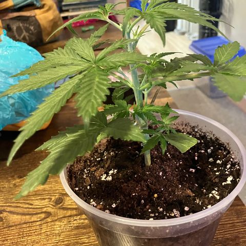 Quick One growlog photo: Topped at 6th node