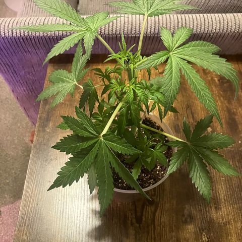 Quick One growlog timeline photo