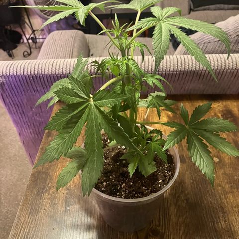 Quick One growlog timeline photo