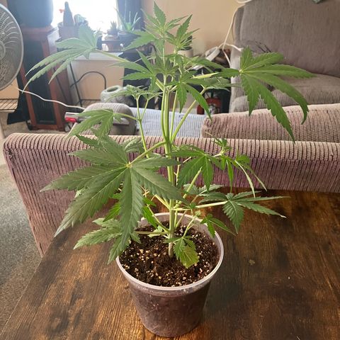 Quick One growlog timeline photo