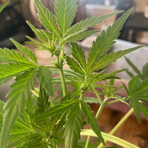 Quick One growlog timeline photo