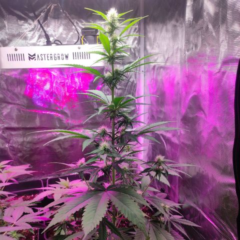 Sugar Candy growlog timeline photo