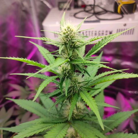 Sugar Candy growlog timeline photo