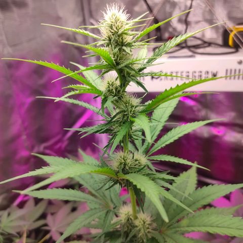 Sugar Candy growlog timeline photo