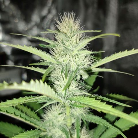 Sugar Candy growlog photo: Esta muy bonita