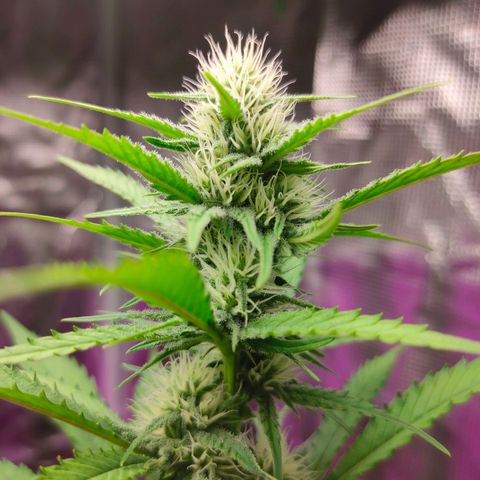 Sugar Candy growlog photo: Esta muy bonita