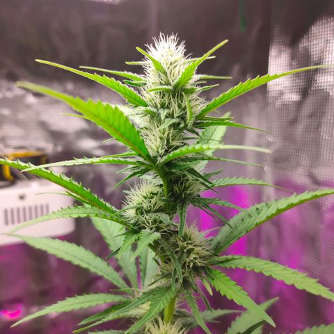 Sugar Candy growlog photo: Esta muy bonita