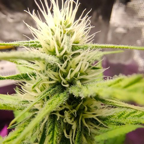 Sugar Candy growlog photo: Esta muy bonita