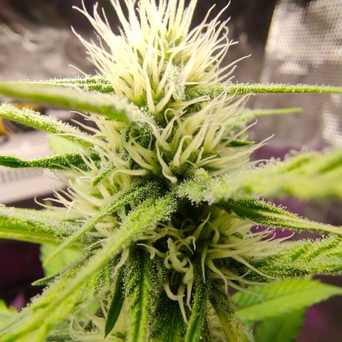 Sugar Candy growlog photo: Esta muy bonita