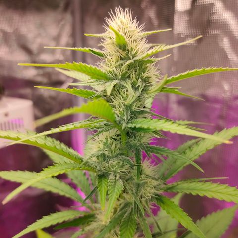 Sugar Candy growlog photo: Está cogollando bien, ojalá grandes bajas amarilleando