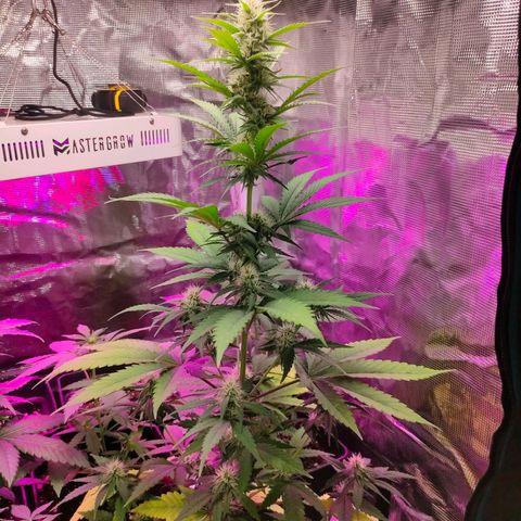 Sugar Candy growlog photo: Está cogollando bien, ojalá grandes bajas amarilleando