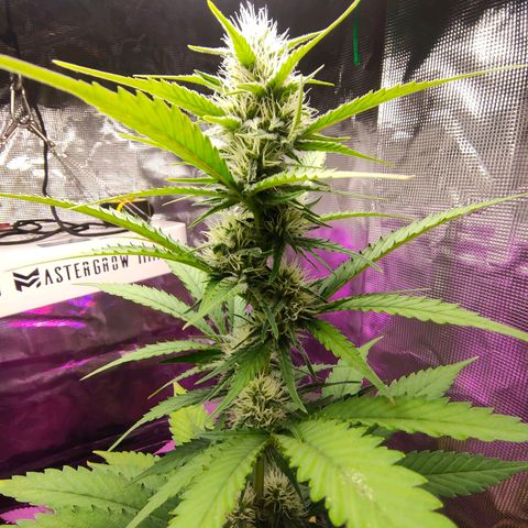 Sugar Candy growlog photo: Está cogollando bien, ojalá grandes bajas amarilleando