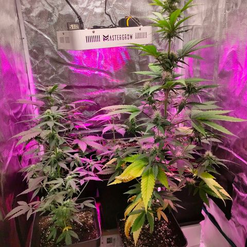 Sugar Candy growlog photo: Está cogollando bien, ojalá grandes bajas amarilleando