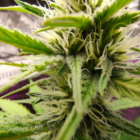 Sugar Candy growlog photo: Está cogollando bien, ojalá grandes bajas amarilleando
