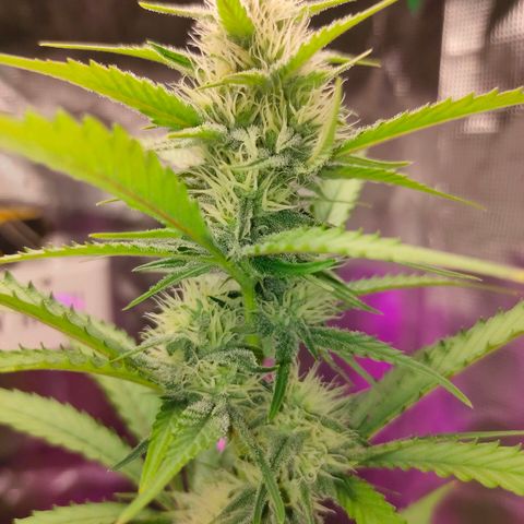 Sugar Candy growlog photo: Está cogollando bien, ojalá grandes bajas amarilleando