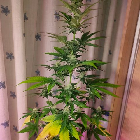 Sugar Candy growlog photo: Está cogollando bien, ojalá grandes bajas amarilleando