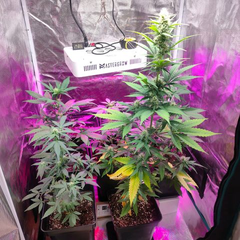Sugar Candy growlog timeline photo