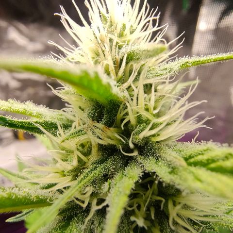 Sugar Candy growlog timeline photo