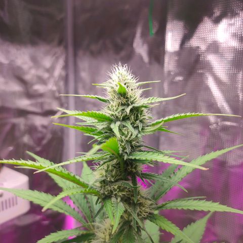 Sugar Candy growlog timeline photo