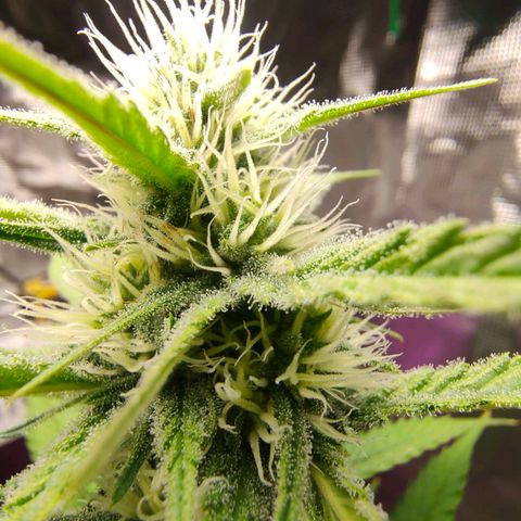 Sugar Candy growlog timeline photo