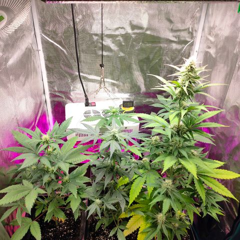 Sugar Candy growlog timeline photo