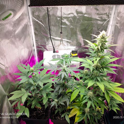 Sugar Candy growlog timeline photo